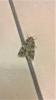 Acronicta rumicis